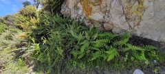 Myriopteris myriophylla