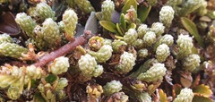 Kelleria dieffenbachii