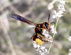 Megapterocheilus