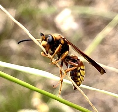 Megapterocheilus