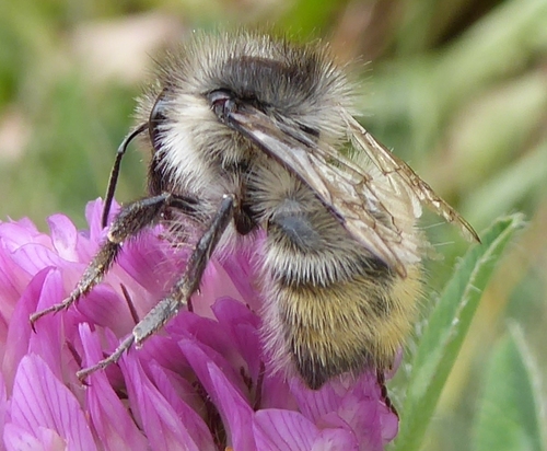 Yellow-fronted Bumble Bee