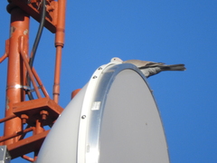 Streptopelia decaocto