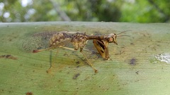 Mantispinae