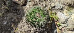 Echinofossulocactus phyllacanthus