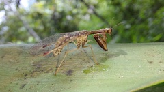 Mantispinae