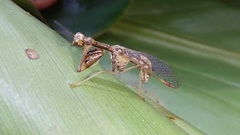 Mantispinae