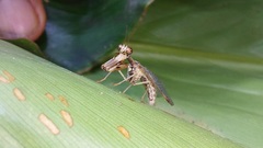 Mantispinae