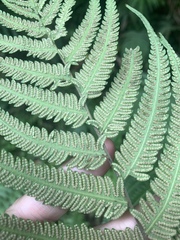 Pseudocyclosorus esquirolii