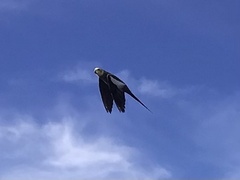 Nymphicus hollandicus