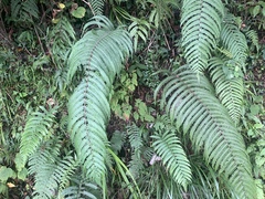 Pseudocyclosorus esquirolii