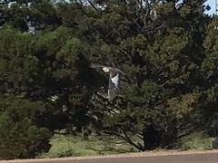 Nymphicus hollandicus