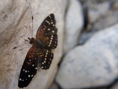 Anthanassa texana texana