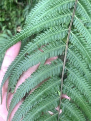 Pseudocyclosorus esquirolii