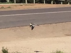 Nymphicus hollandicus