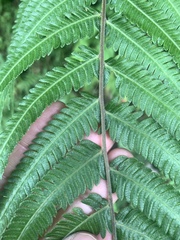 Pseudocyclosorus esquirolii