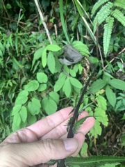 Pseudocyclosorus esquirolii