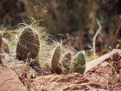 Opuntia polyacantha