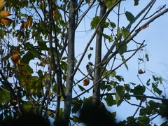 Dryobates pubescens