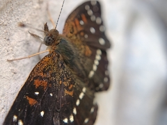 Anthanassa texana texana