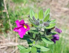 Calibrachoa linoides