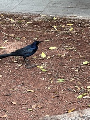 Quiscalus mexicanus