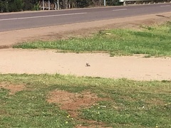 Nymphicus hollandicus