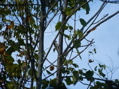 Dryobates pubescens