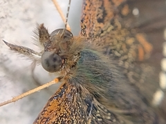 Anthanassa texana texana