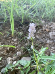 Persicaria bicornis