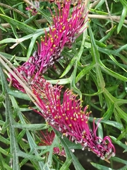 Grevillea longifolia