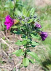Calibrachoa linoides