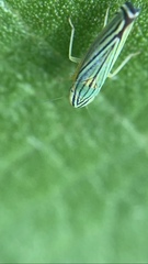 Sibovia