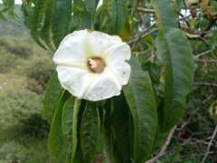 Ipomoea murucoides