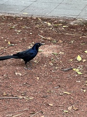 Quiscalus mexicanus