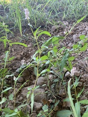 Persicaria bicornis