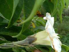 Ipomoea murucoides