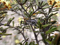 Polyzosteria mitchelli