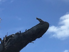 Nymphicus hollandicus