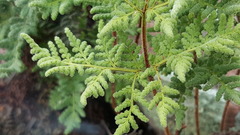 Pentagramma rebmanii