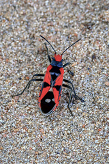 Melanerythrus mactans