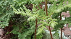 Pentagramma rebmanii