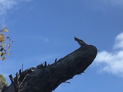 Nymphicus hollandicus