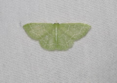 Synchlora frondaria