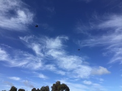 Nymphicus hollandicus