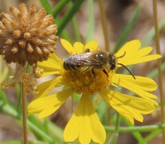 Halictus ligatus