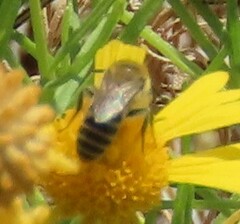 Halictus ligatus