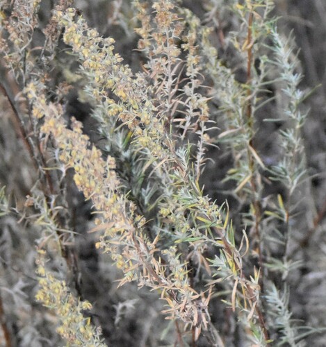 Artemisia dracunculus