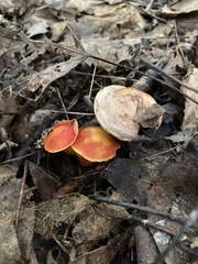 Hygrocybe