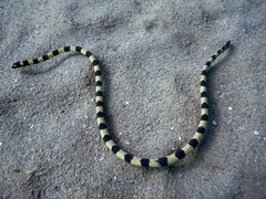 Hydrophis coggeri