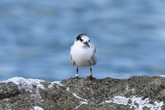 Sterna hirundo
